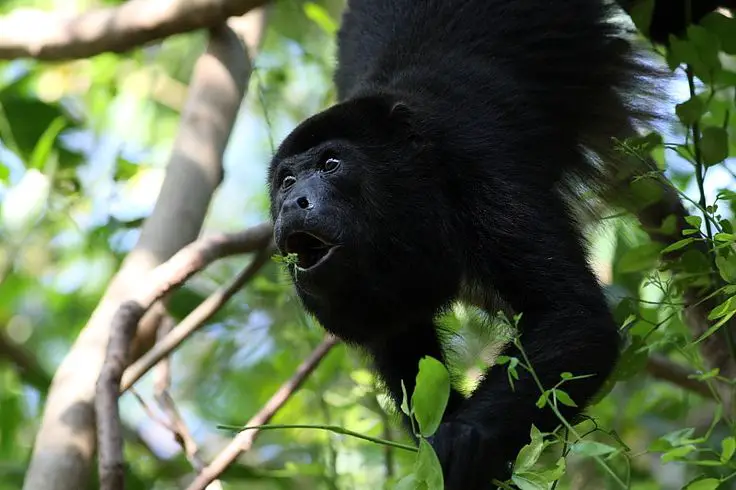 Howler monkeys eating In the amazon rainforest
