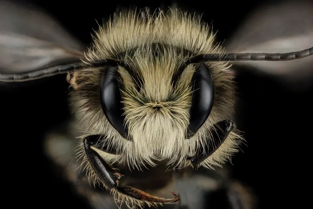 Do mason bees pollinate better than honey bees?