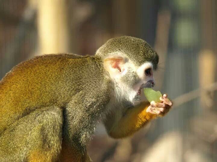 spider monkey eating grape