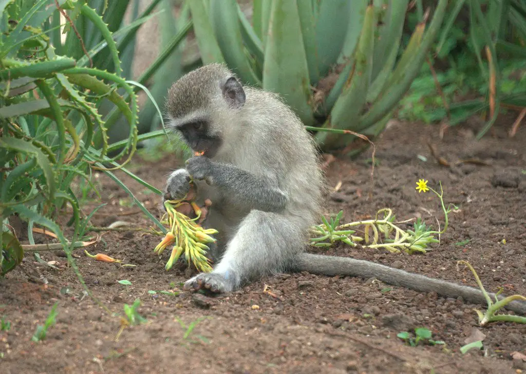 Vervet monkey eating fruit