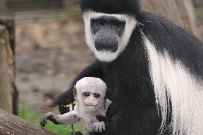 colobus monkey with baby