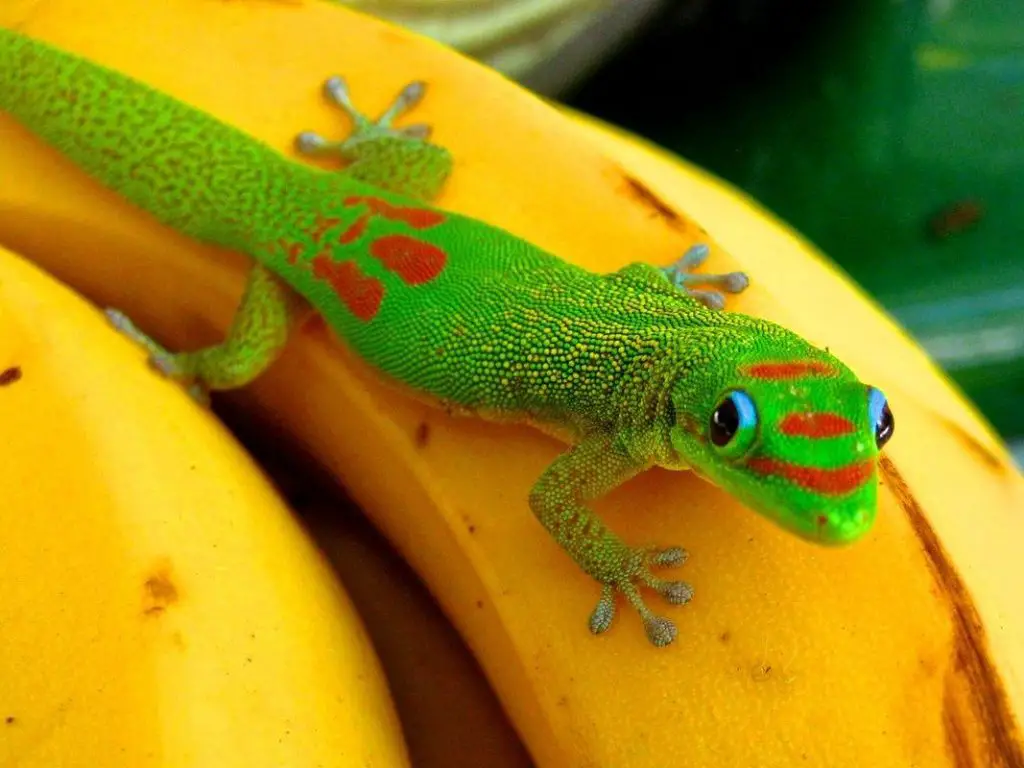 Do Hawaiian Geckos Make Good Pets?