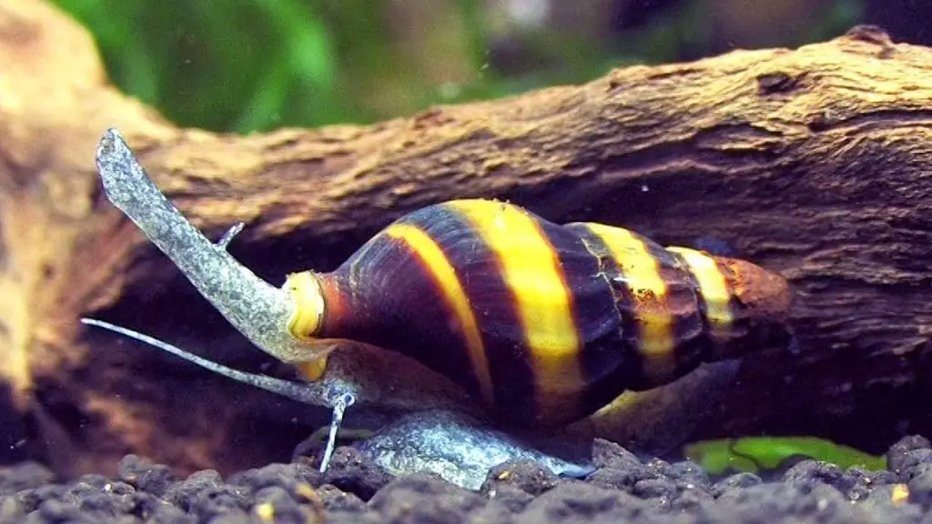 Do assassin snails reproduce?