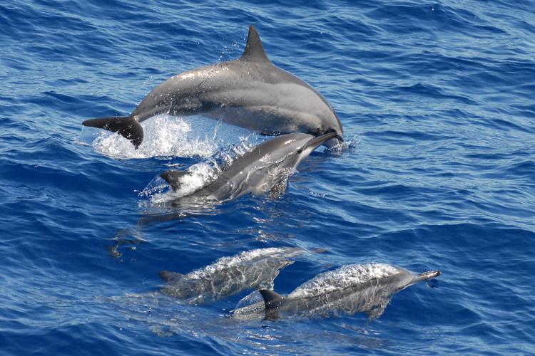 What do baby spinner dolphins eat?