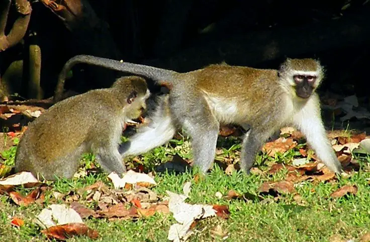 two vervet monkeys e