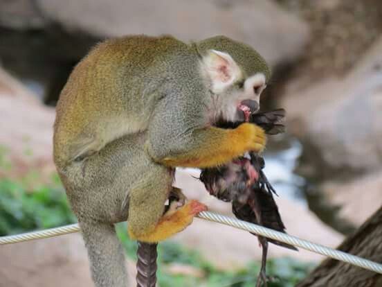 Squirrel Monkeys eating bird