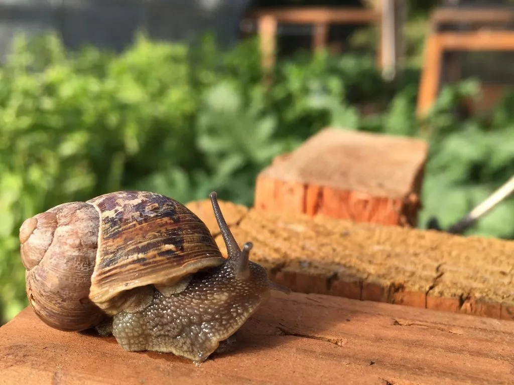 What do land snails drink?