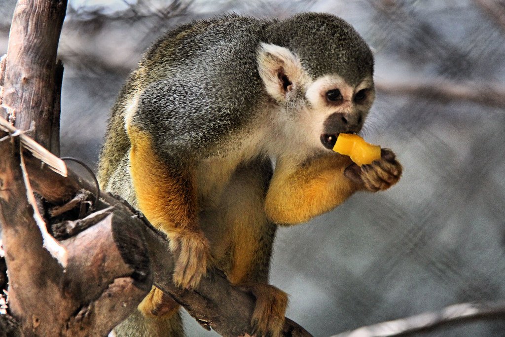 Squirrel Monkeys eating fruits