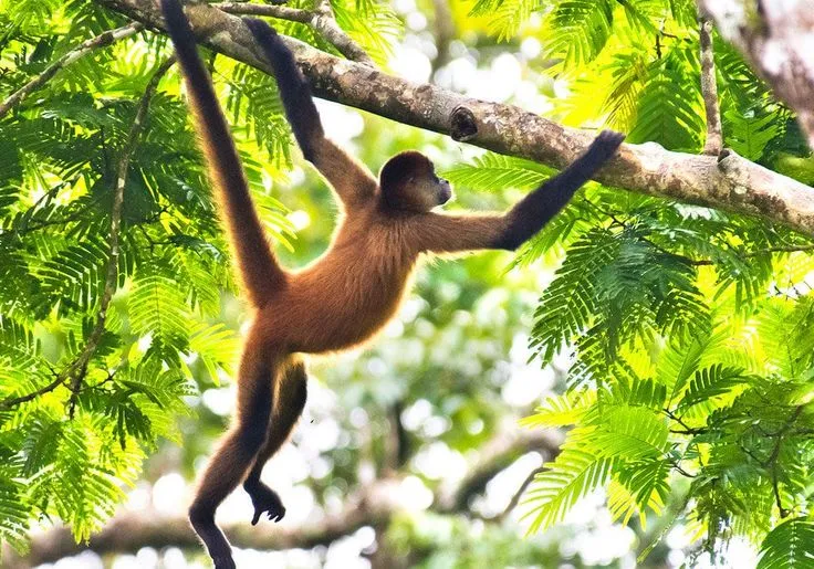 Howler monkey in forest