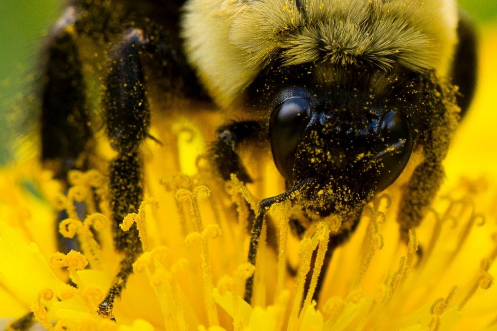 Where do bees and wasps go in the winter?
