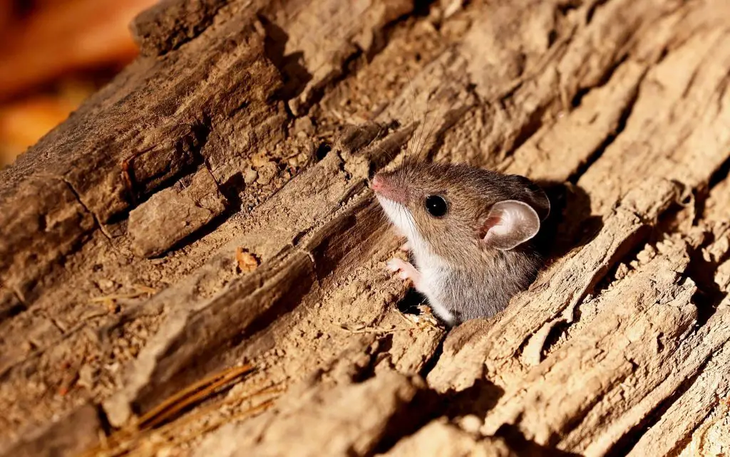 What do baby deer mouse eat?