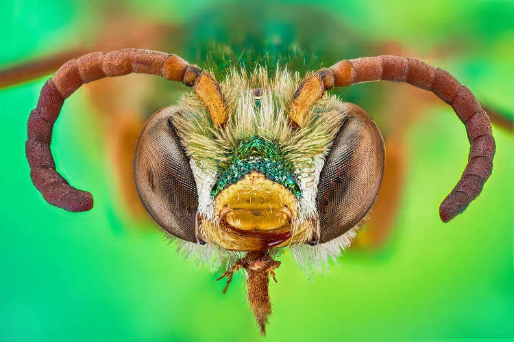 What do sweat bees look like?