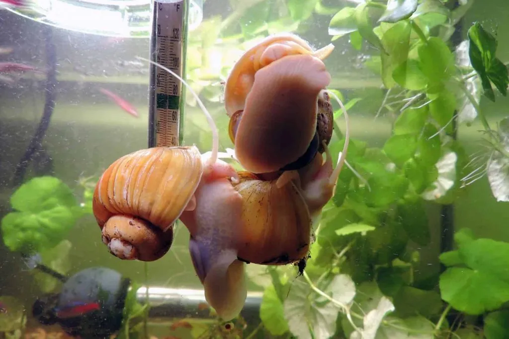 What do water snails eat and drink?