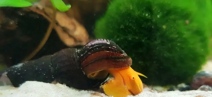 What do baby rabbit snails eat?