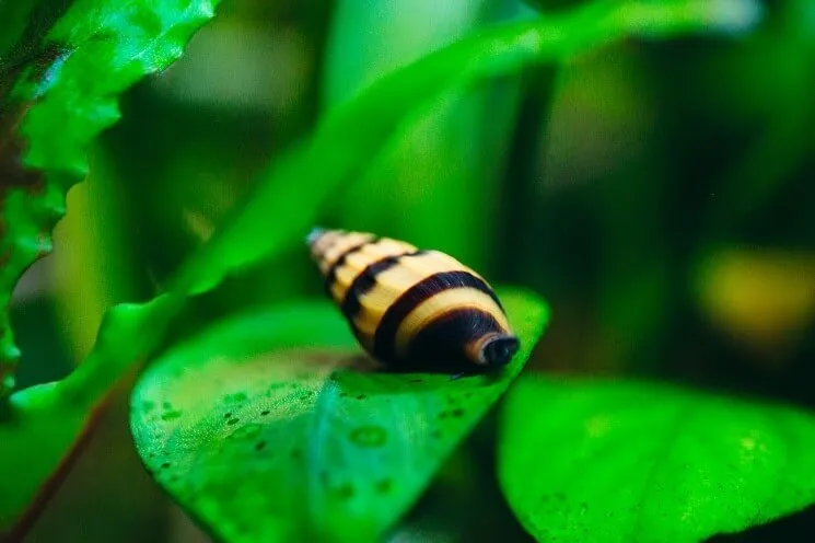 Can I keep multiple assassin snails in the same tank?