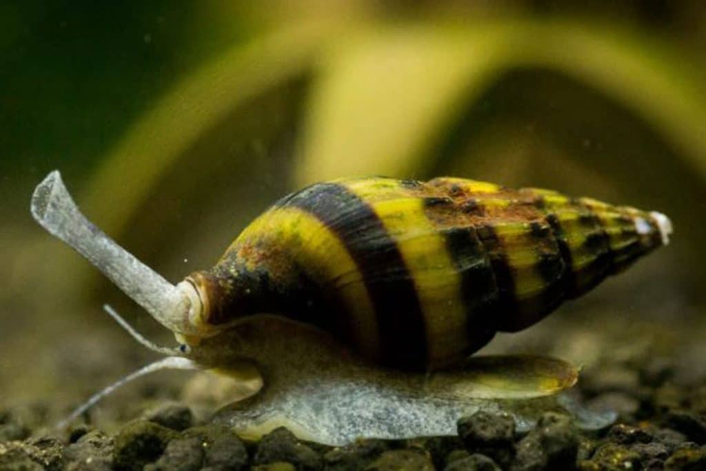 What can you feed assassin snails?