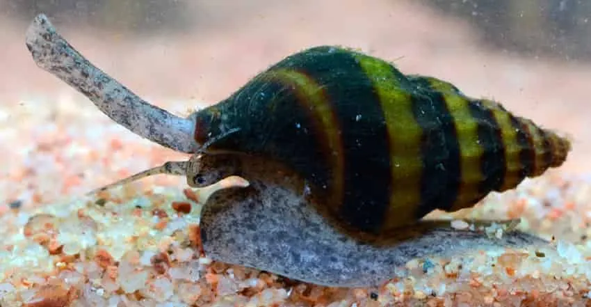 What do baby assassin snails eat?