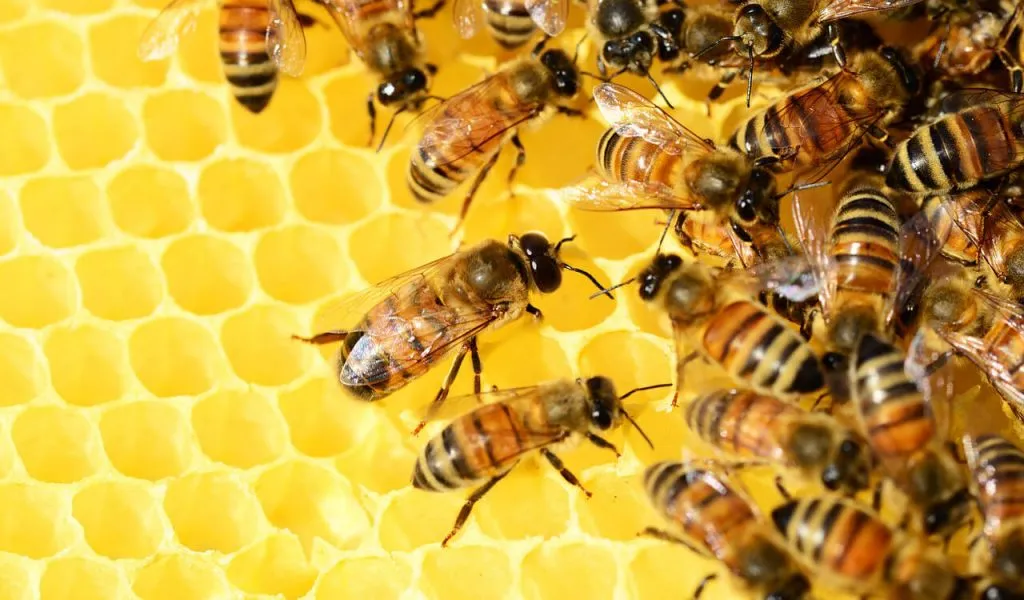 Do honey bees eat wax?