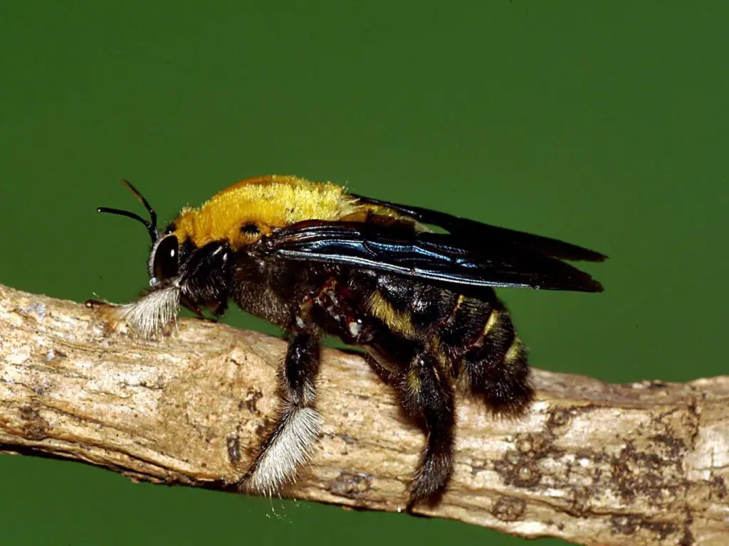 Do wood bees eat all kinds of wood?