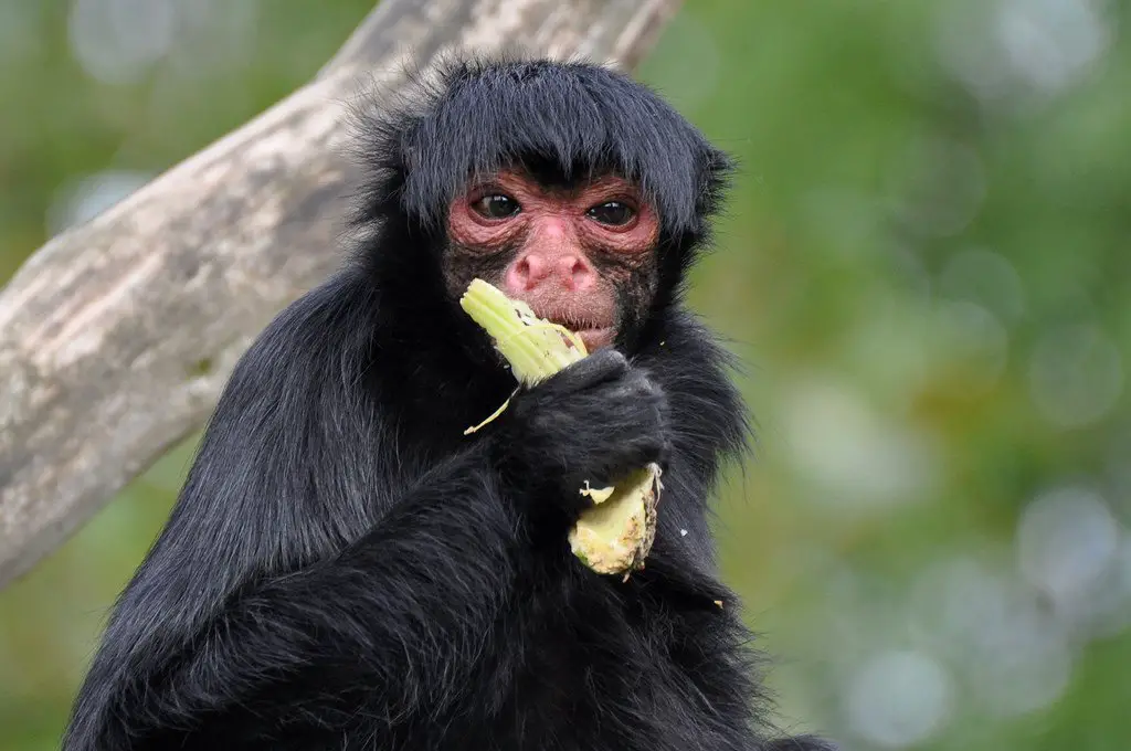spider monkey eating fruit