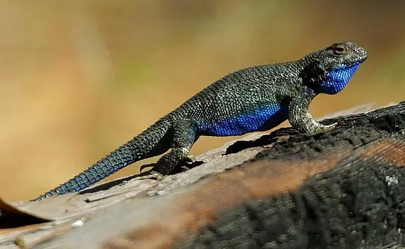 blue belly lizard on mountain