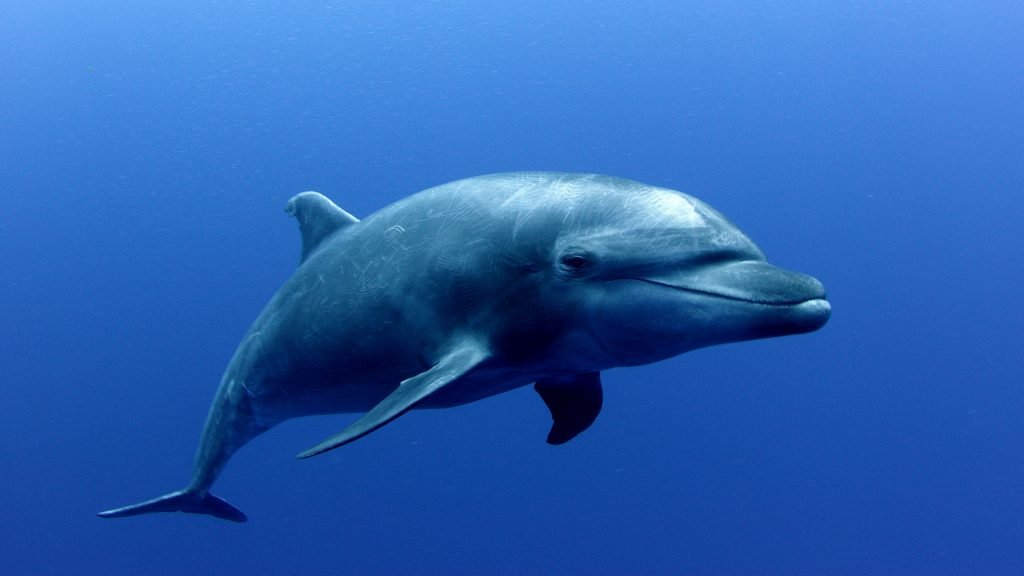 What do bottlenose dolphins eat?