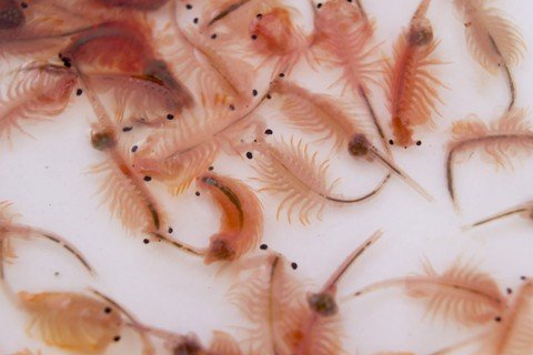 What does this mean for you if you have pet sea monkeys?