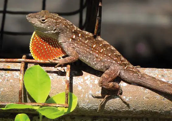 Brown geckos in Hawaii