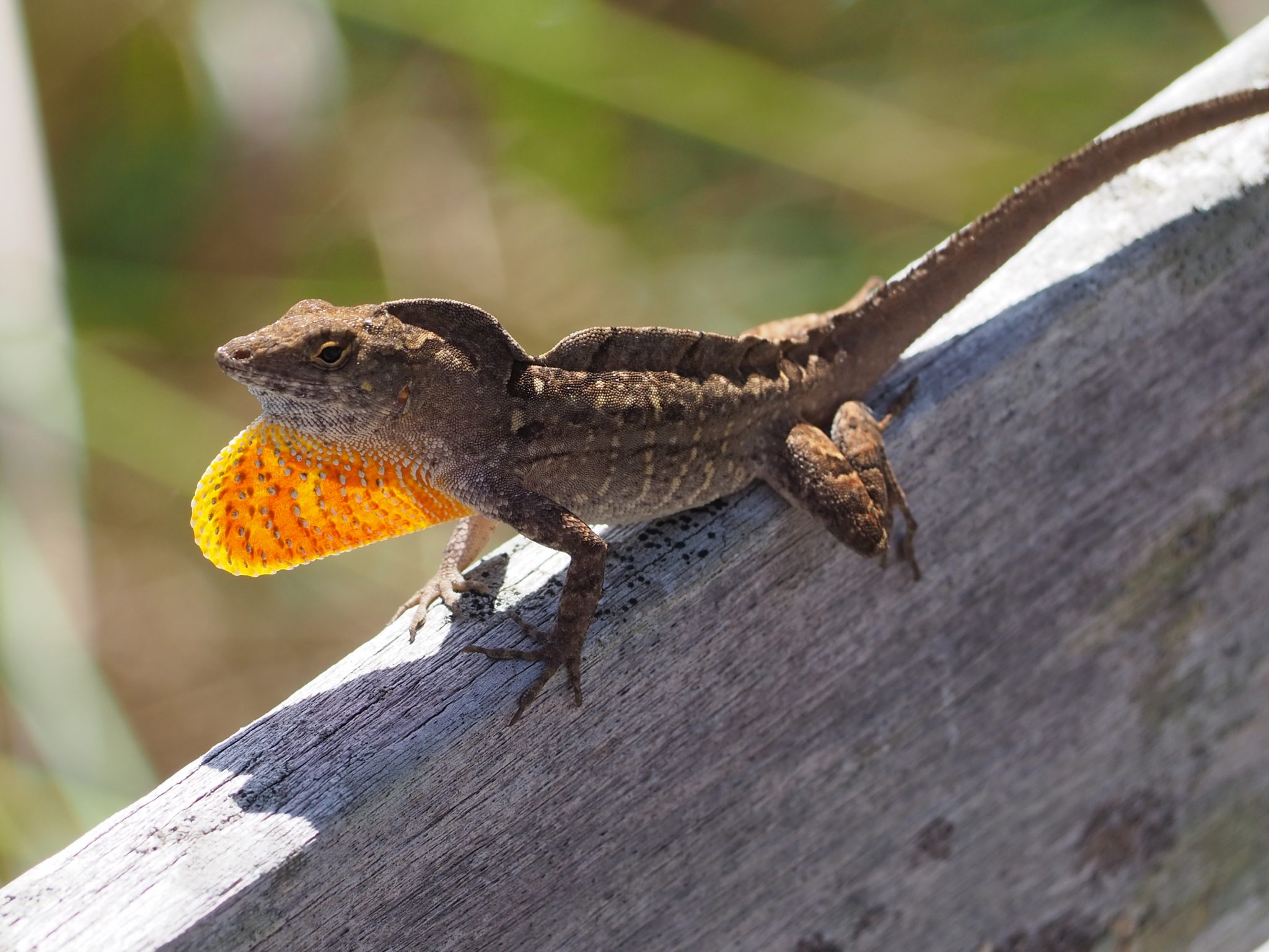 What Do Anole Lizards Eat?
