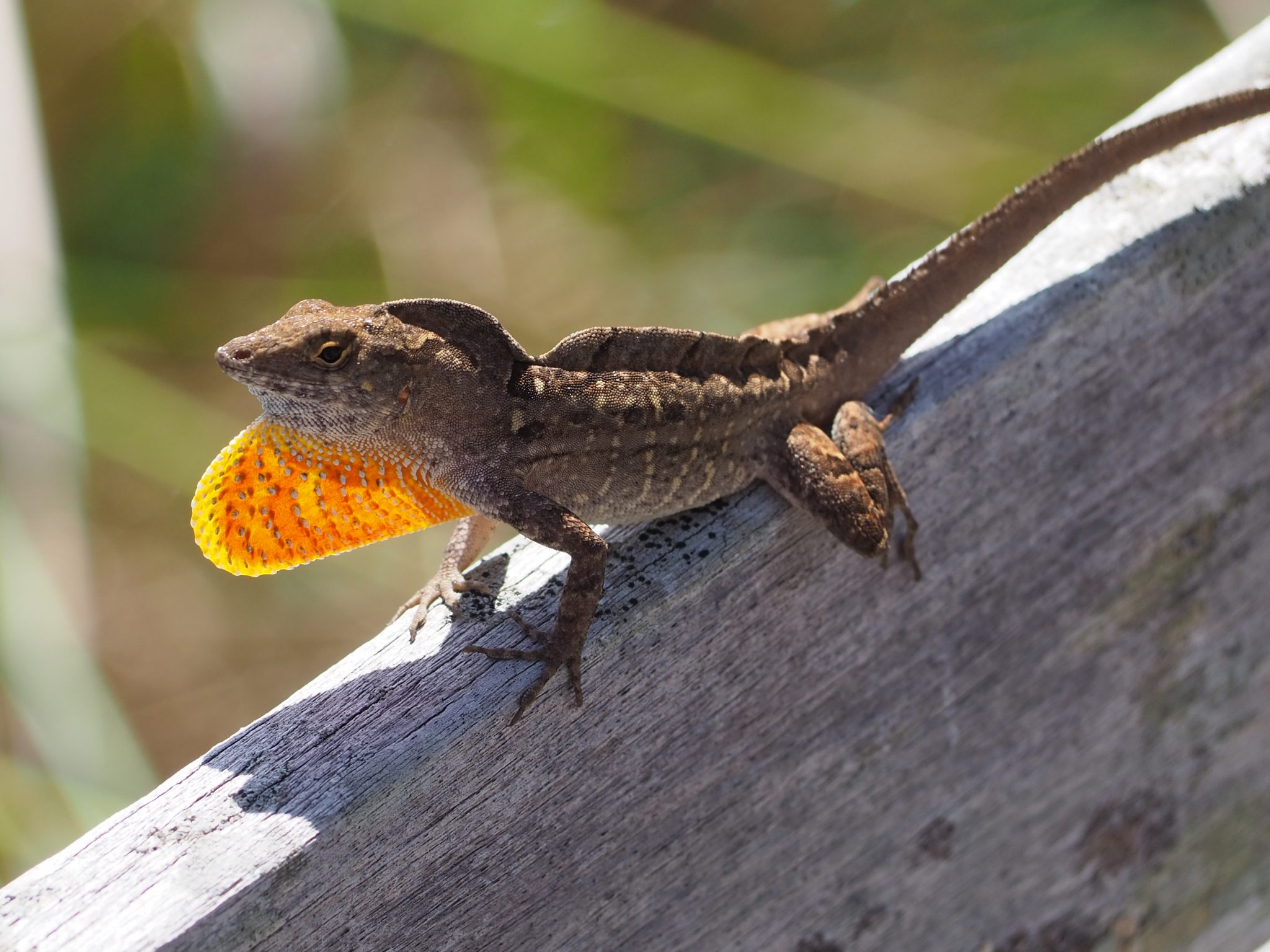 S.A.’s Common Critters: Nothing common about the green anole, San ...