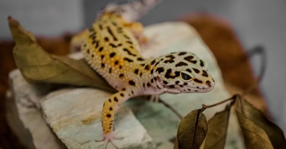 What do leopard geckos eat?