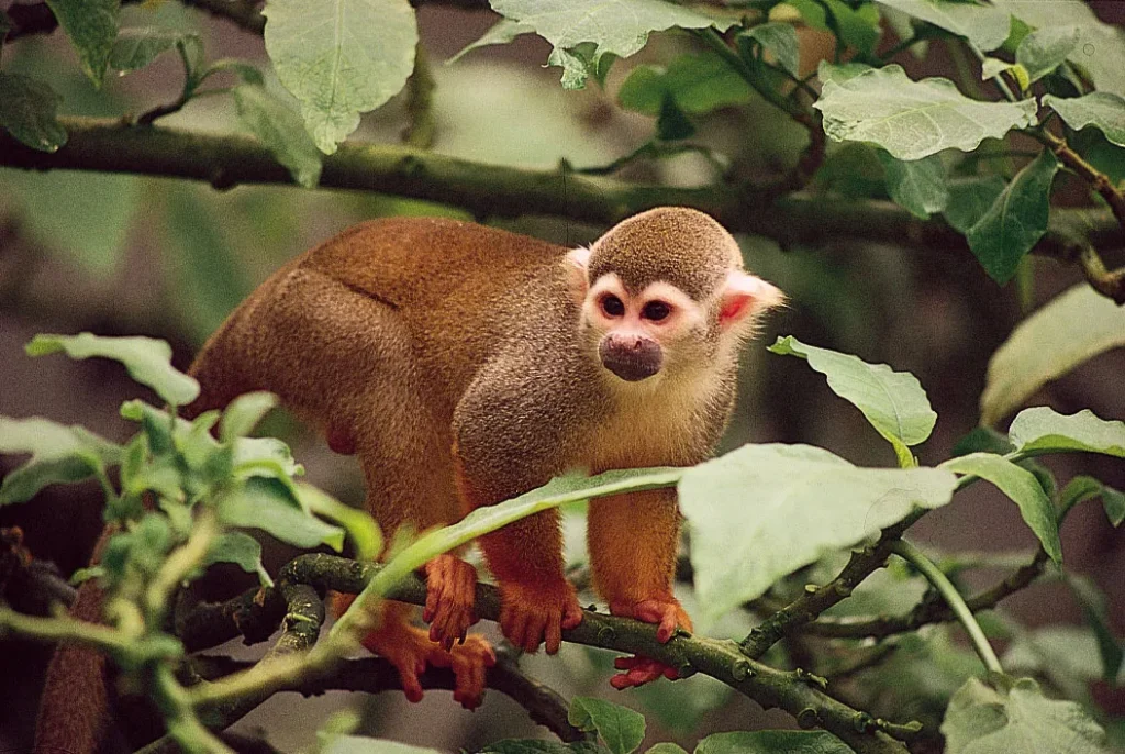 Squirrel Monkey in forest