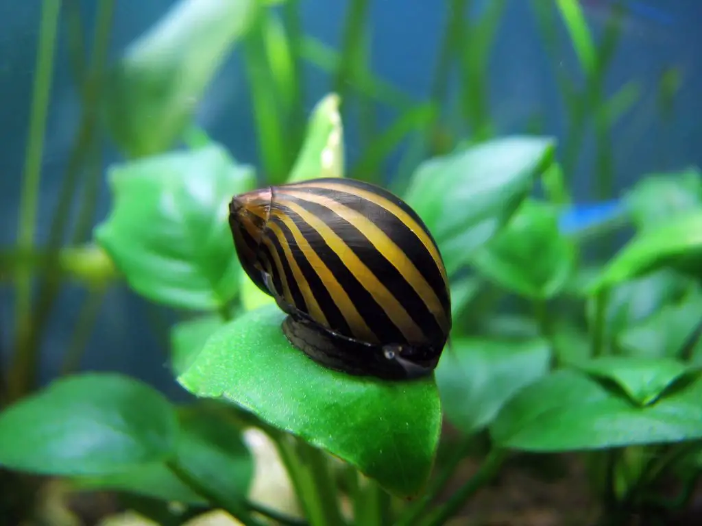 What do black nerite snails eat?