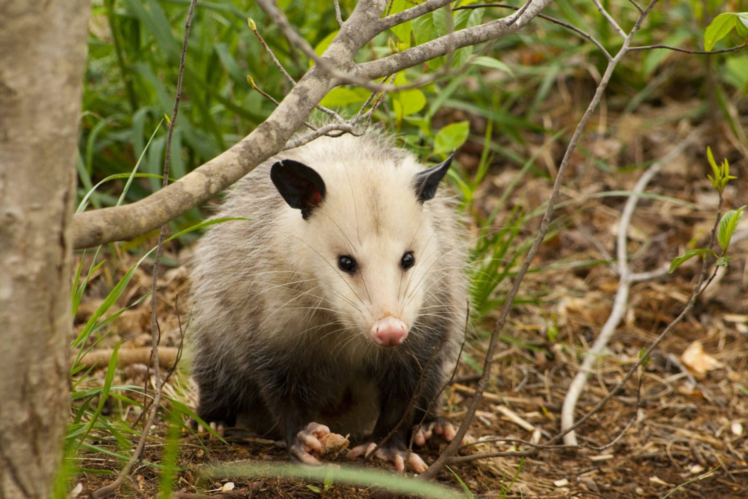 What Do Possums Eat In Winter?