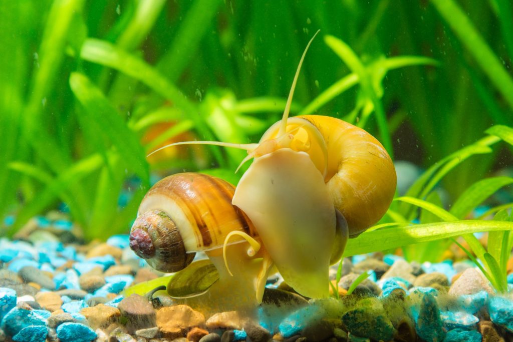 Can water snails eat fish food?
