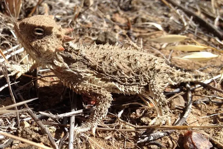 What Do Horned Lizards Eat?