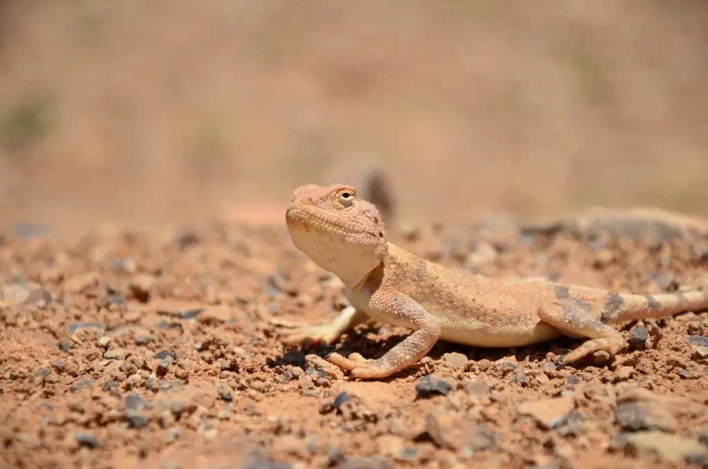 baby lizard in the desert