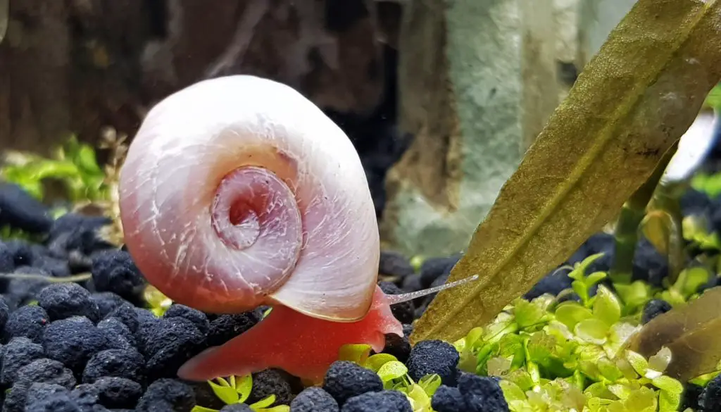 Are ramshorn snails bad?