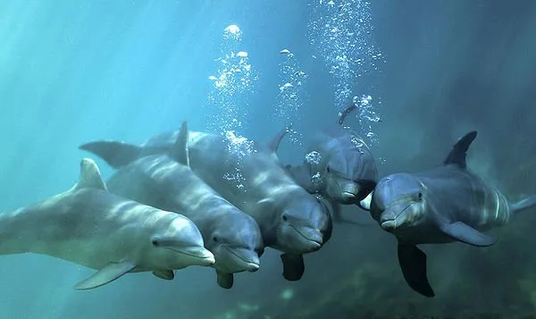 Do wild dolphins eat captive dolphin food?