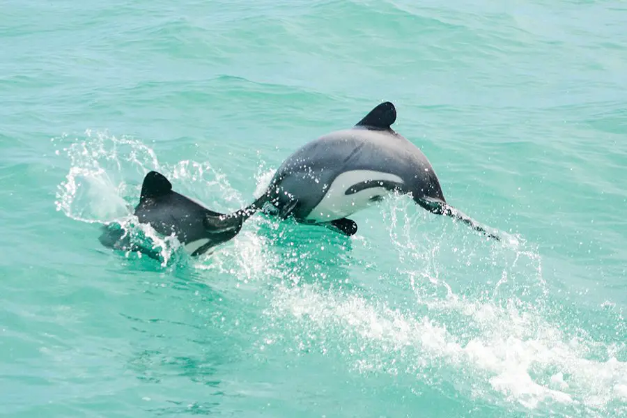 How often do hector dolphins give birth?