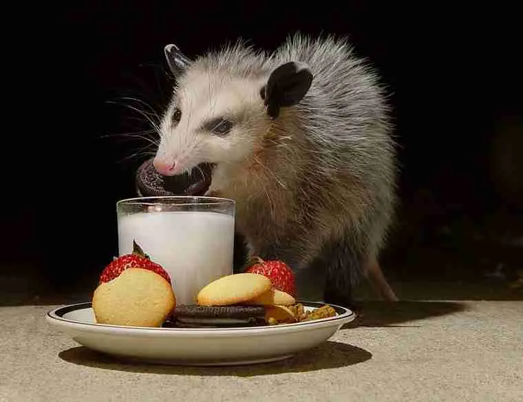 possum eating cookie