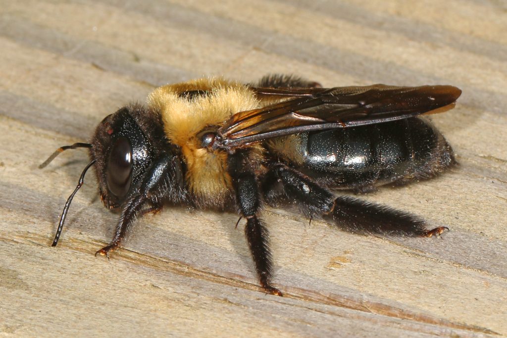 What kind of woods do wood bees eat?