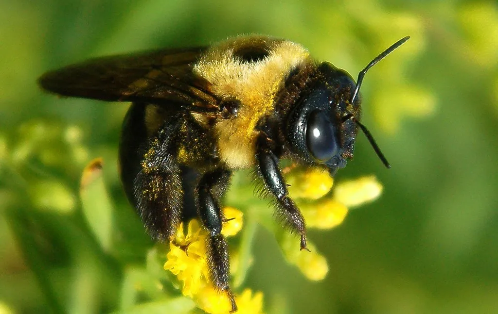 What time of year are Carpenter Bees active?