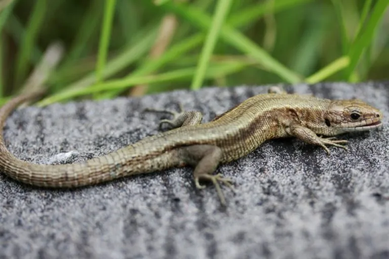 What Do Wild Lizards?