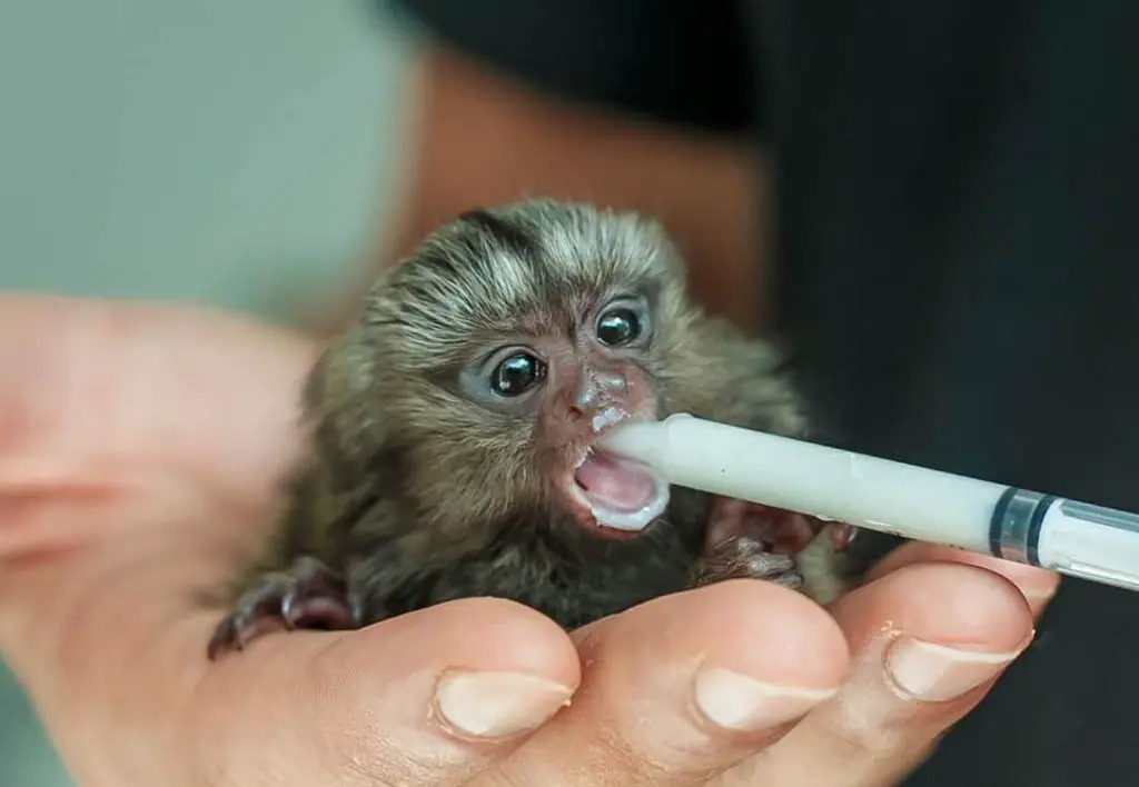 feeding a finger monkey