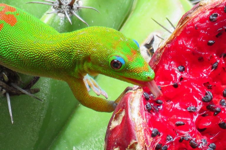 what do hawaiian geckos eat