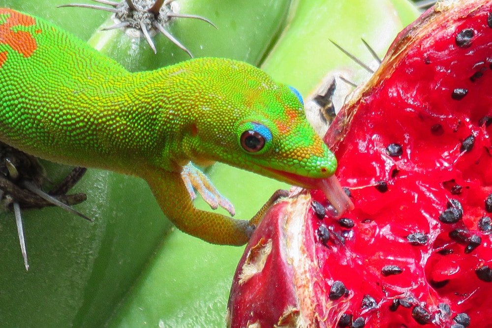 what-do-hawaiian-geckos-eat