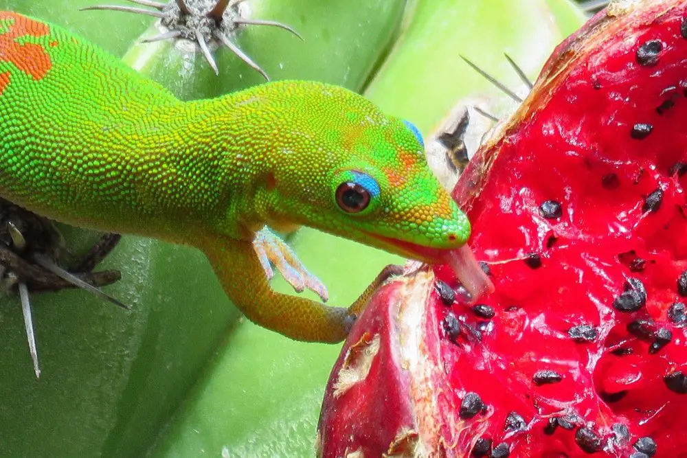Do Hawaiian Geckos Eat Fruit?