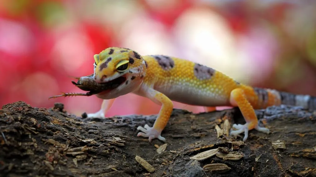 Do adult tokay geckos eat the same thing as babies?