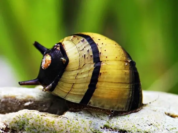 Do mystery snails eat nerite snail eggs?